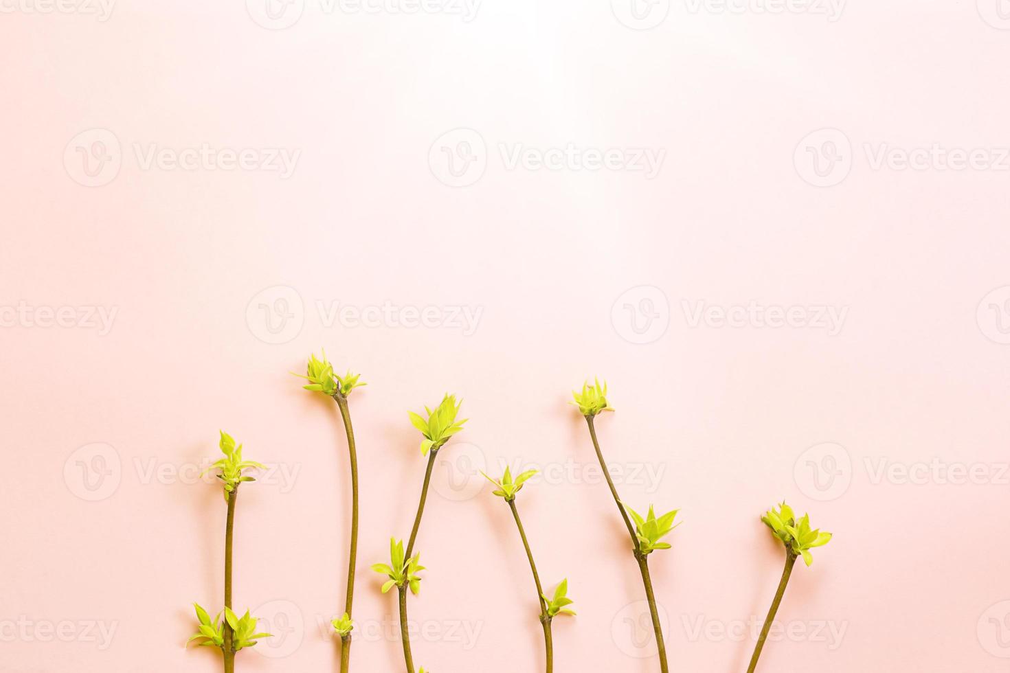 Delicate little leaves from open buds on branches-sprouts on a pink background. Spring, the beginning of a new life, tenderness. Copy space, frame photo