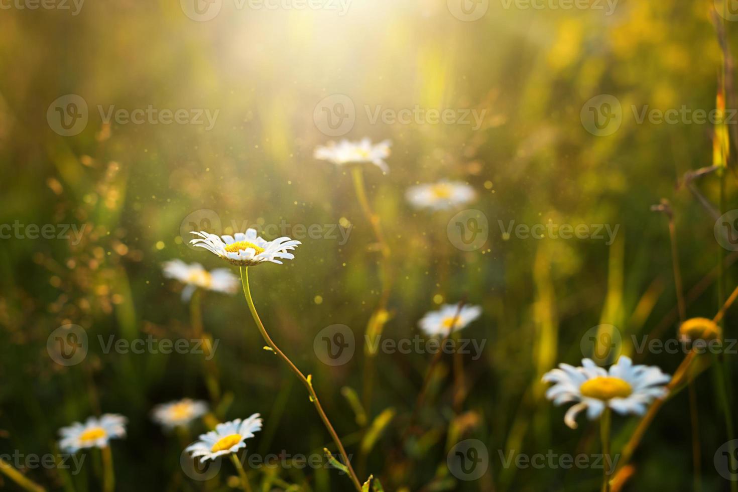 Field of daisies flowers in the grass in the sun. Spring time, summertime, ecology, rural natural life, authenticity, cottage core. Copy space photo