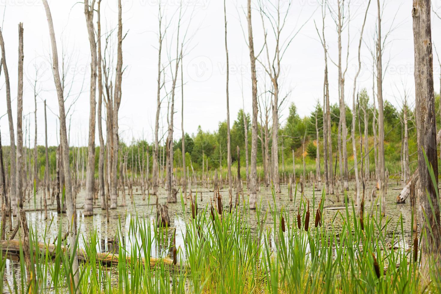 A swamp with dry dead trees, logs, and flowering cattails. Natural background photo