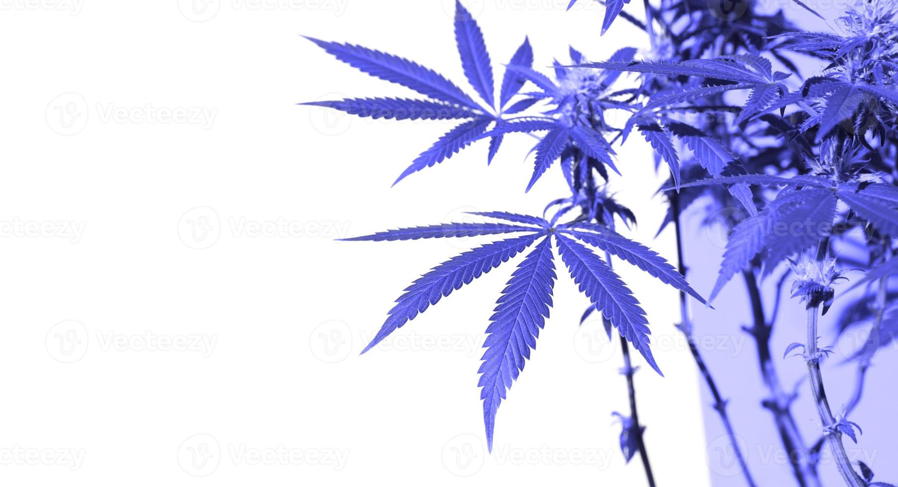 A cannabis bush in bright light with a white and yellow background with a shadow. Medicinal marijuana leaves of the Jack Herer variety are a hybrid of sativa and indica. Growing a home plant photo