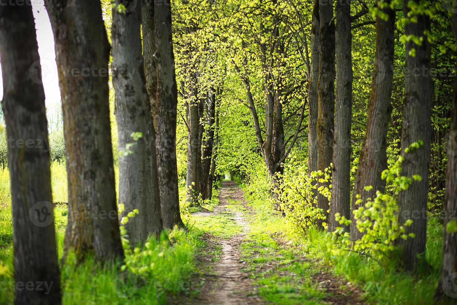 An alley of trees with young, fresh spring foliage. Naturalness, ecology, springtime. Copy space, background photo