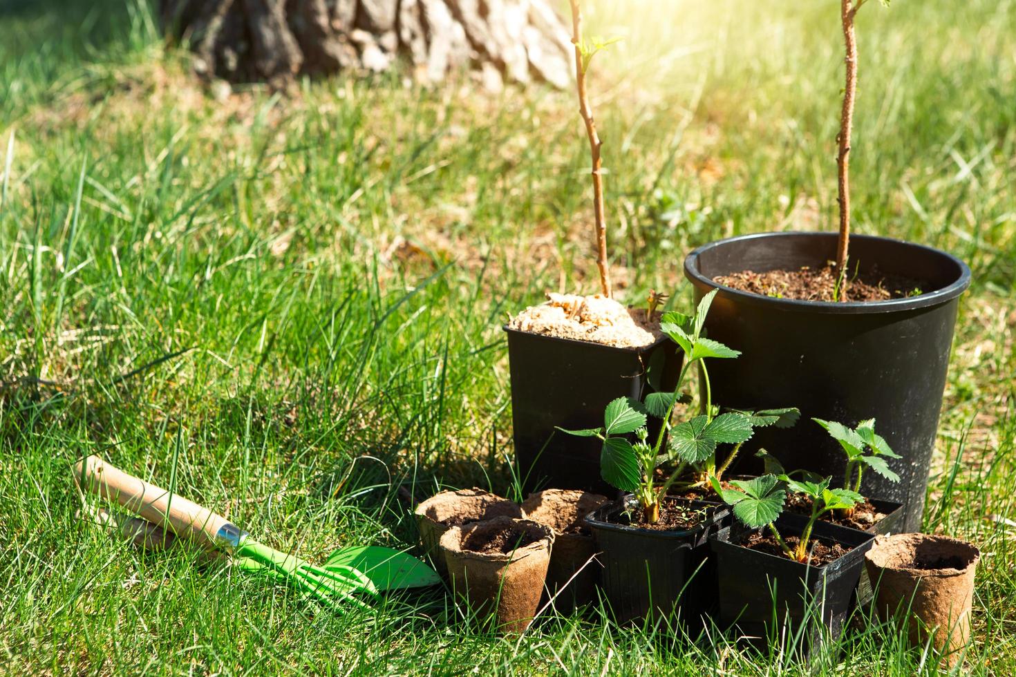 plántulas de fresa, frambuesas, grosellas en vasos de turba sobre la hierba, listas para plantar en el jardín. preparación para plantar, cultivar bayas naturales en el lecho del jardín. foto