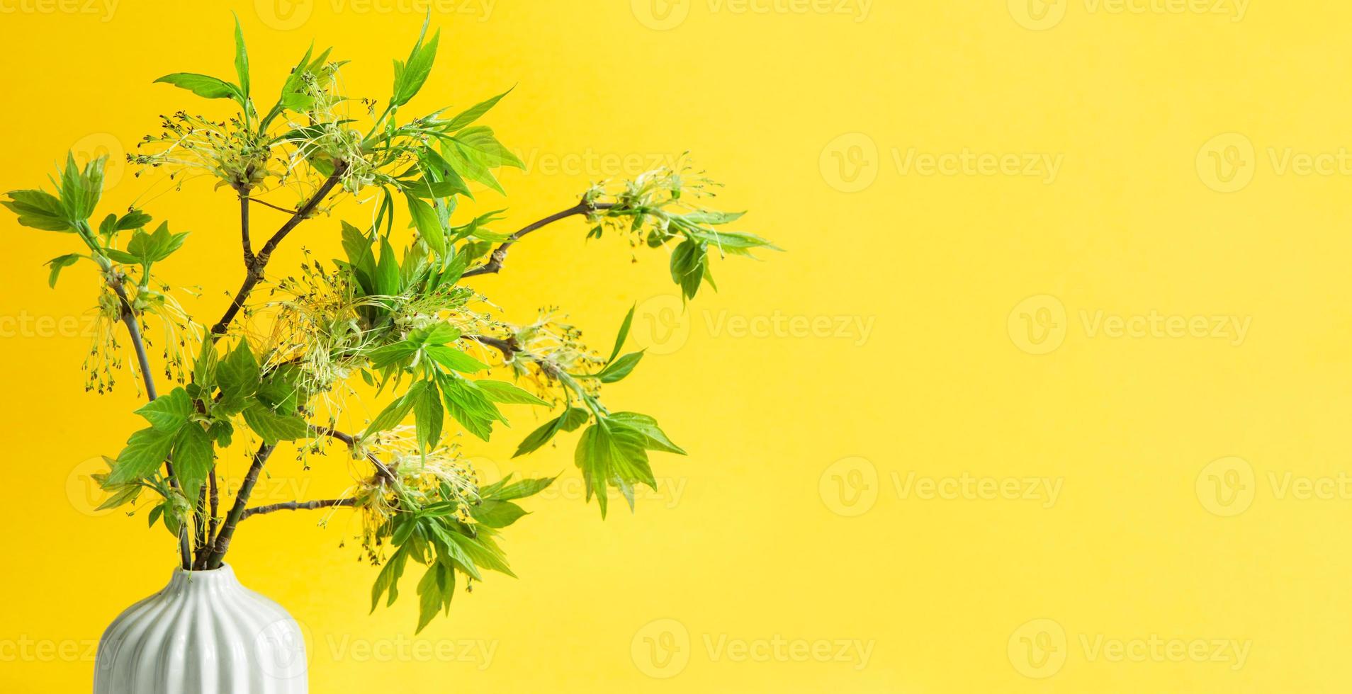 Delicate little leaves from open buds on branches-sprouts in a vase on a yellow background. Spring, the beginning of a new life. Copy space photo