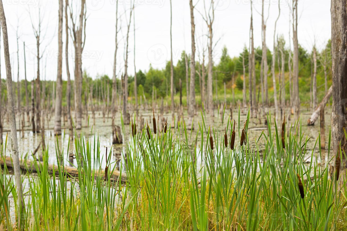 un pantano con árboles muertos secos, troncos y espadañas en flor. fondo natural foto