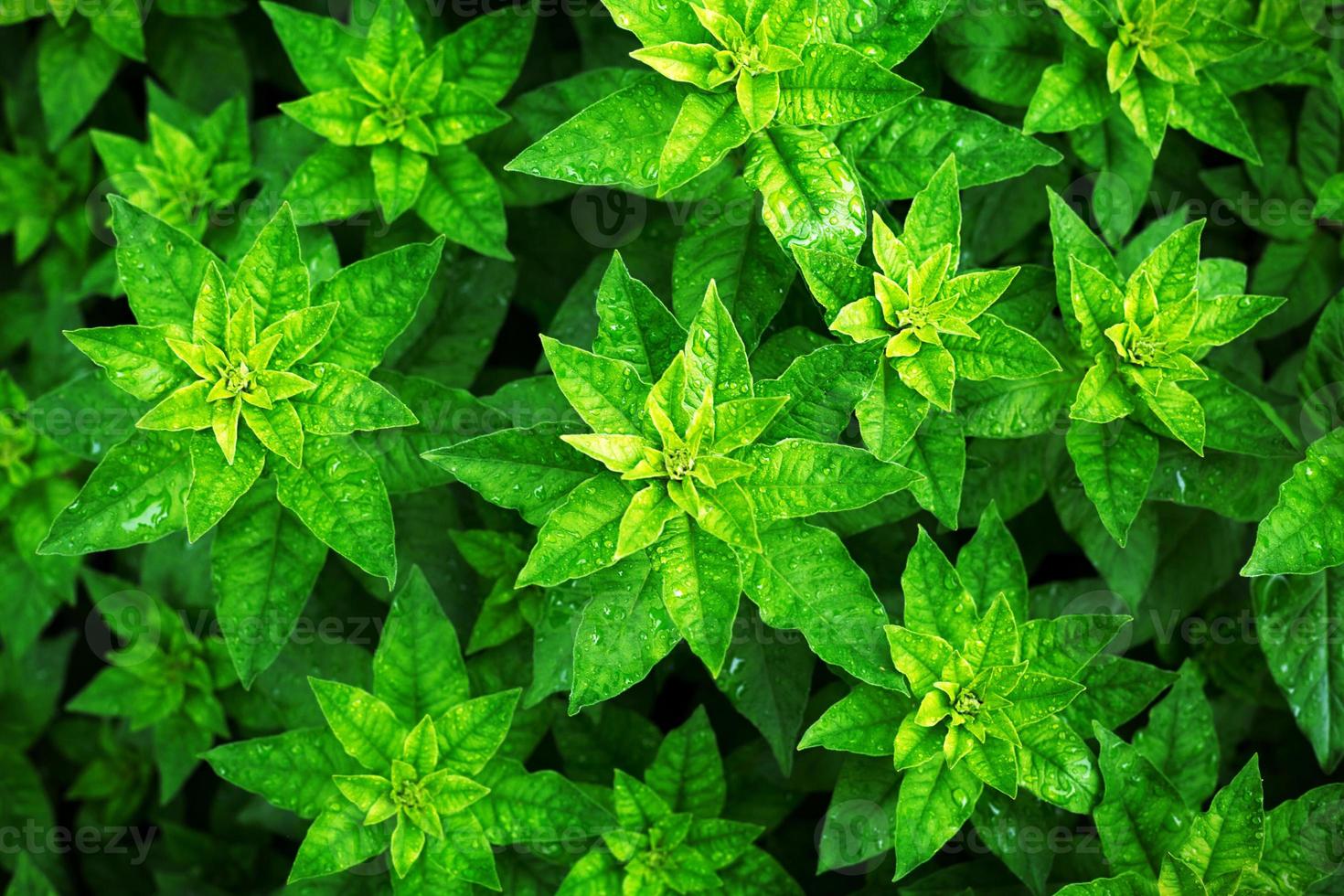A pattern of green plant leaves, top view. Rosettes and bright green petals on the flower bed. Copy space, background photo