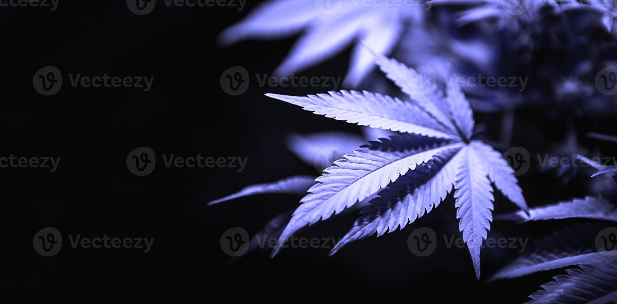 Green cannabis leaf close up on black background with sunbeam and glow. Medical marijuana cultivation. Copy space photo