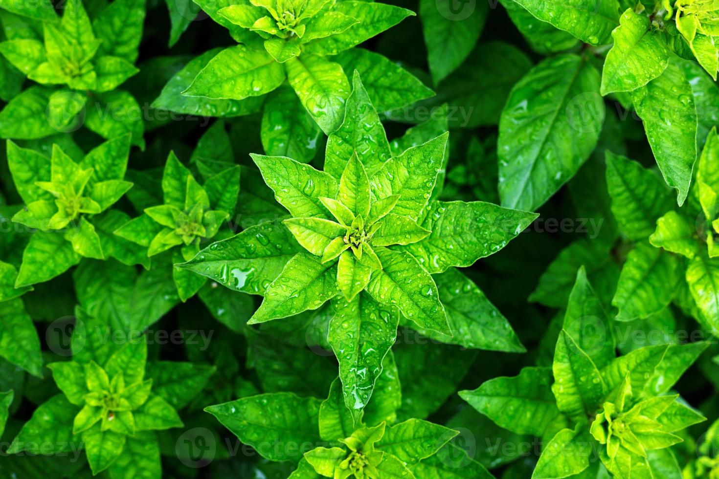 un patrón de hojas de plantas verdes, vista superior. rosetas y pétalos de color verde brillante en la cama de flores. copia espacio, fondo foto