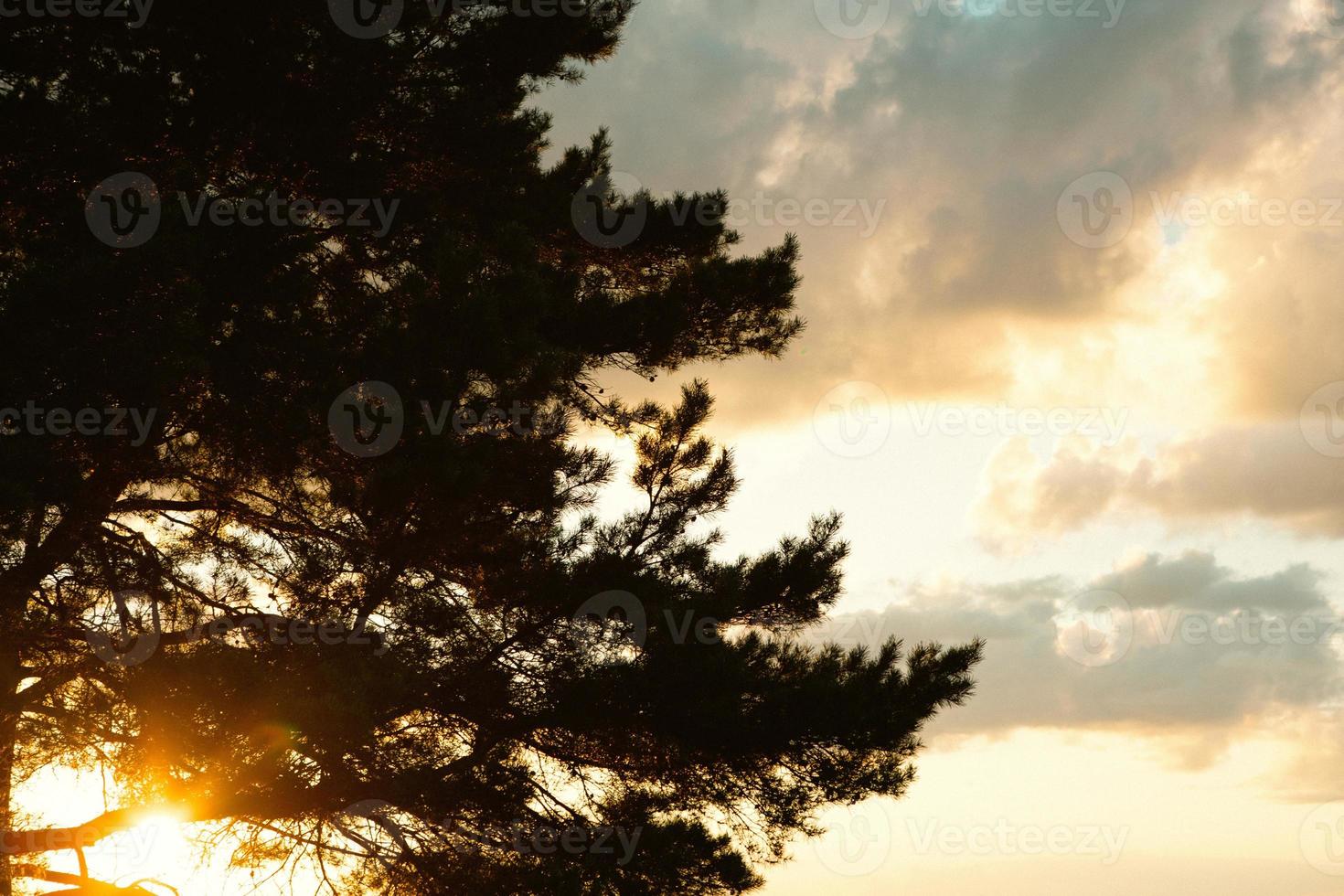 The silhouette of the branches of a large pine tree against the orange sky in the evening. Clouds at sunset in summer illuminated by the orange light of the sun. Heavenly magic light. photo