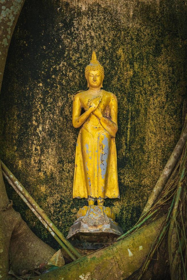 samut songkhram-tailandia - 23 de octubre de 2021 estatua de buda descansando sobre raíces de árboles foto