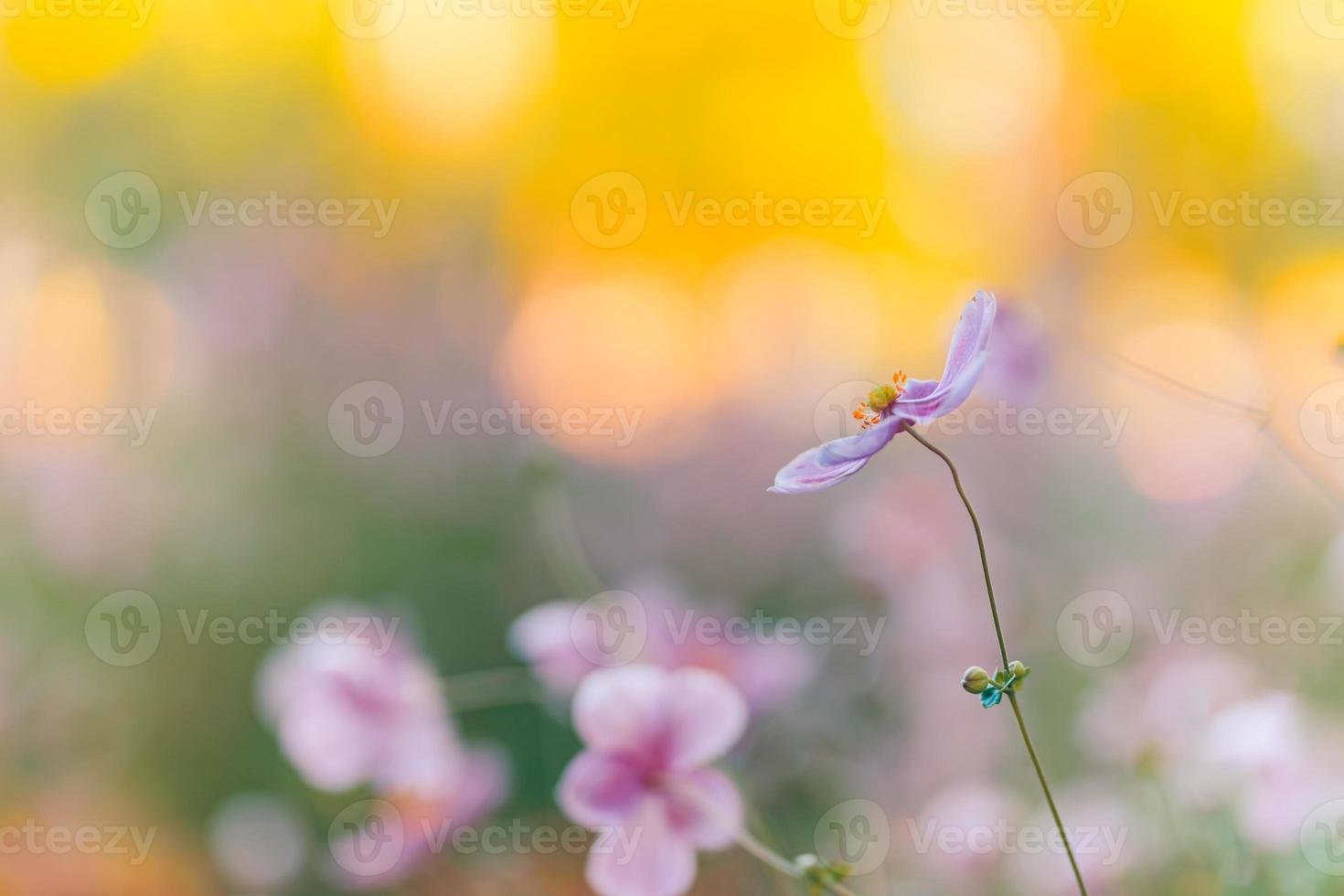 Beautiful pink flowers of anemones outdoors in summer spring close-up on sunset blurred forest background. Delicate dreamy image of beauty of nature. Blooming floral landscape photo