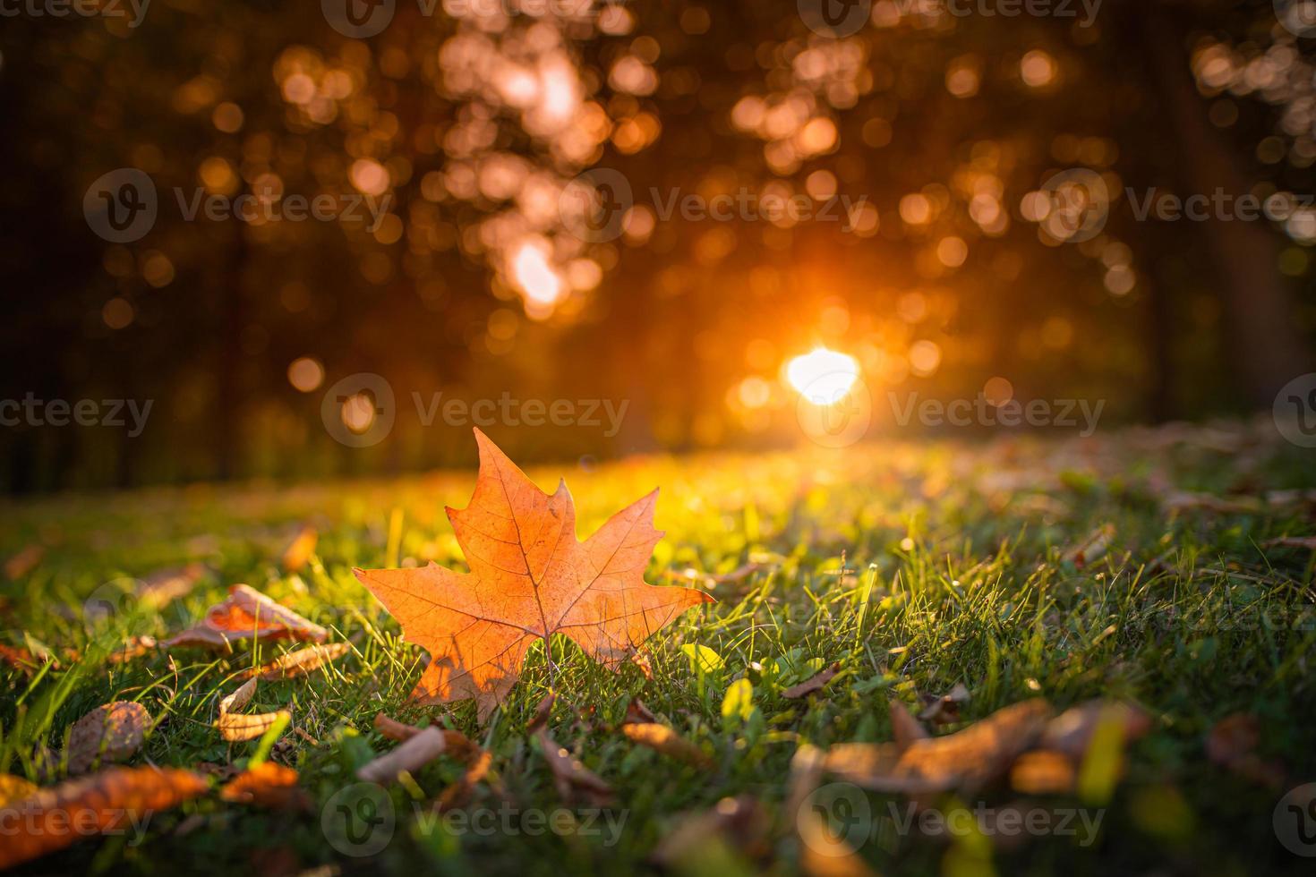 Beautiful autumn landscape with closeup yellow maple tree leaf. Colorful fall foliage in the park. Autumnal leaves macro, rays abstract natural background photo