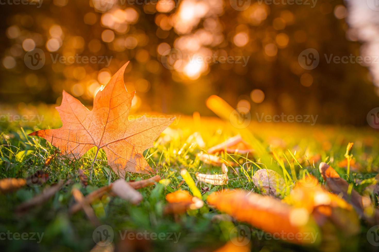 hermoso paisaje otoñal con hojas de arce amarillas de primer plano. colorido follaje de otoño en el parque. macro de hojas otoñales, rayos de fondo natural abstracto foto