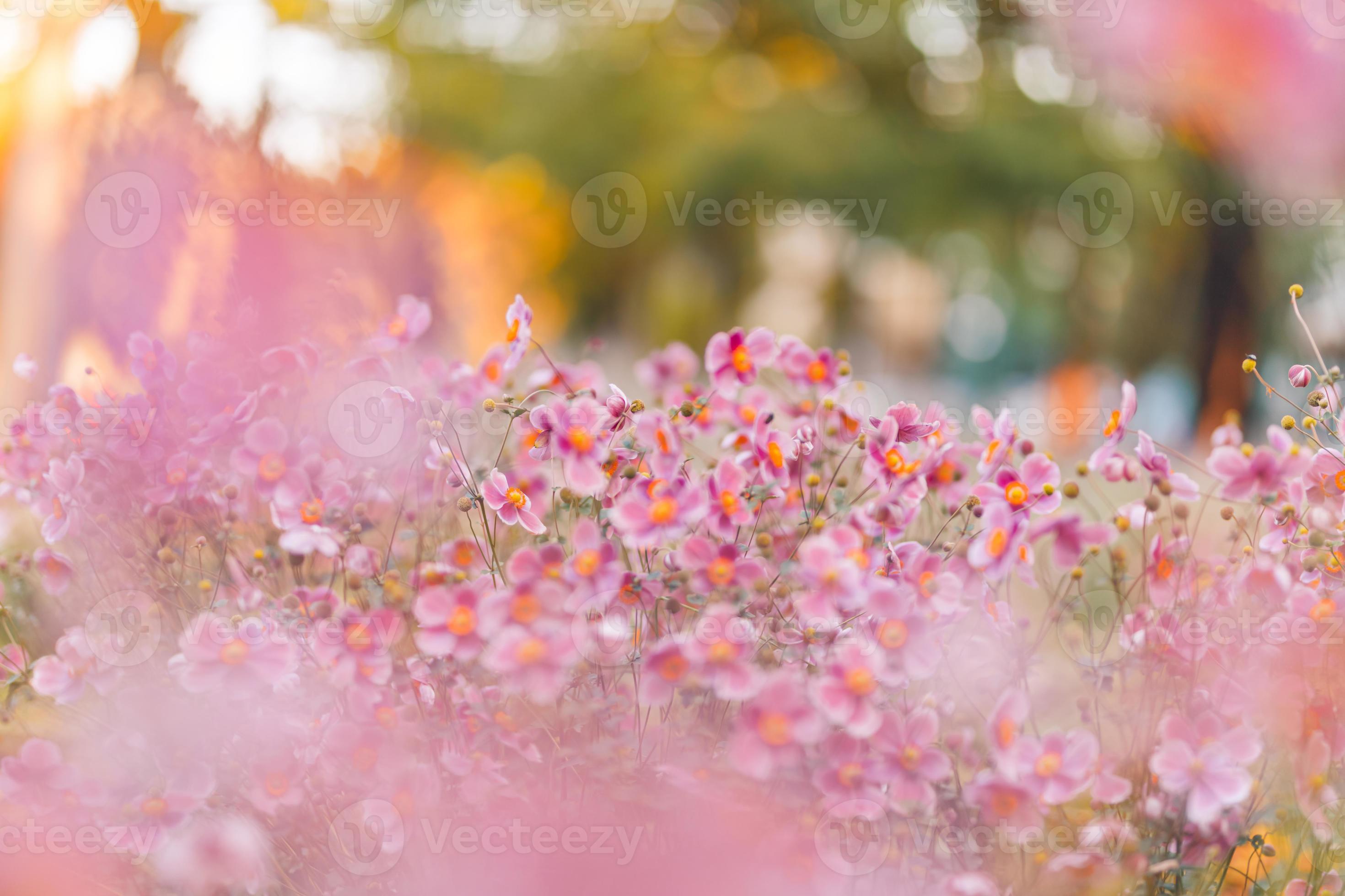 Delicadas flores rosas secas pequeñas flores sobre un fondo rosa primavera  femenino lindo fondo rosa flores flores secas espacio vacío ramo