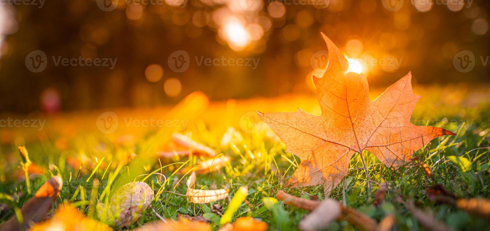 Beautiful autumn landscape with closeup yellow maple tree leaf. Colorful fall foliage in the park. Autumnal leaves macro, rays abstract natural background photo