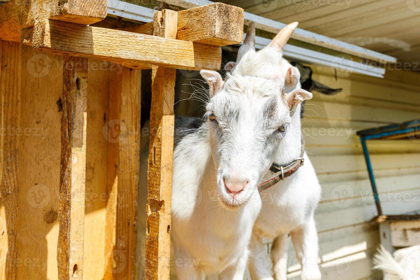 Cute free range goatling on organic natural eco animal farm freely grazing in yard on ranch background. Domestic goat graze in pasture. Modern animal livestock, ecological farming. Animal rights. photo