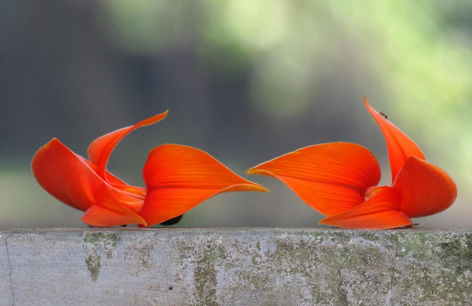 Spring blooming flower photo