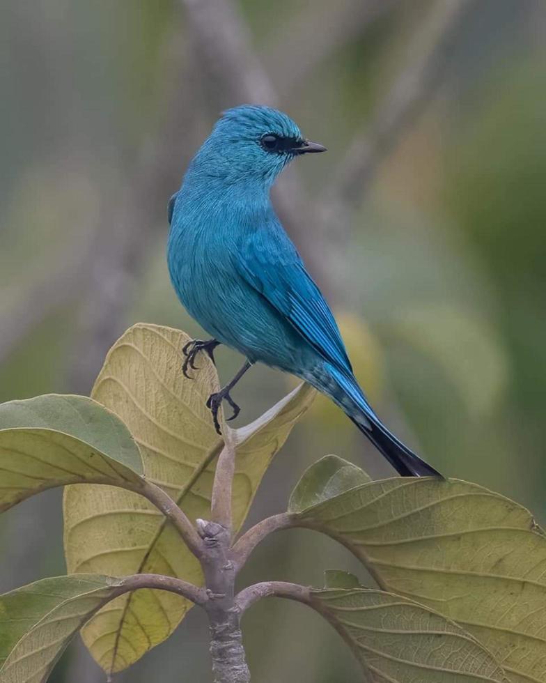 pájaro sentado en una rama en el bosque foto