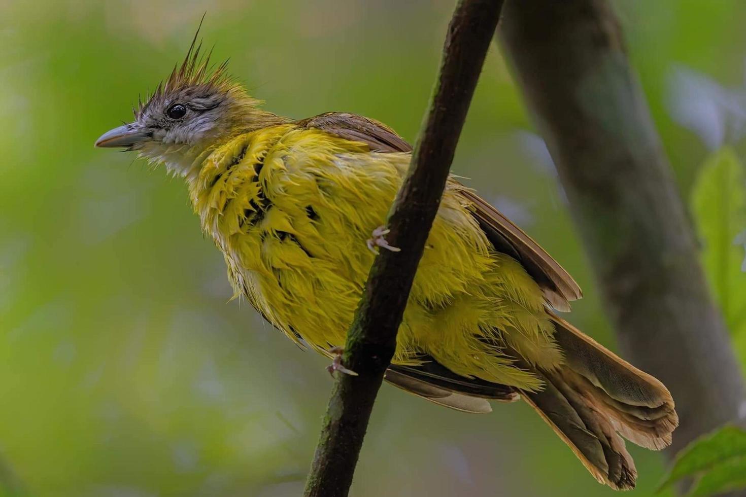 bird sitting on a branch in the forest photo