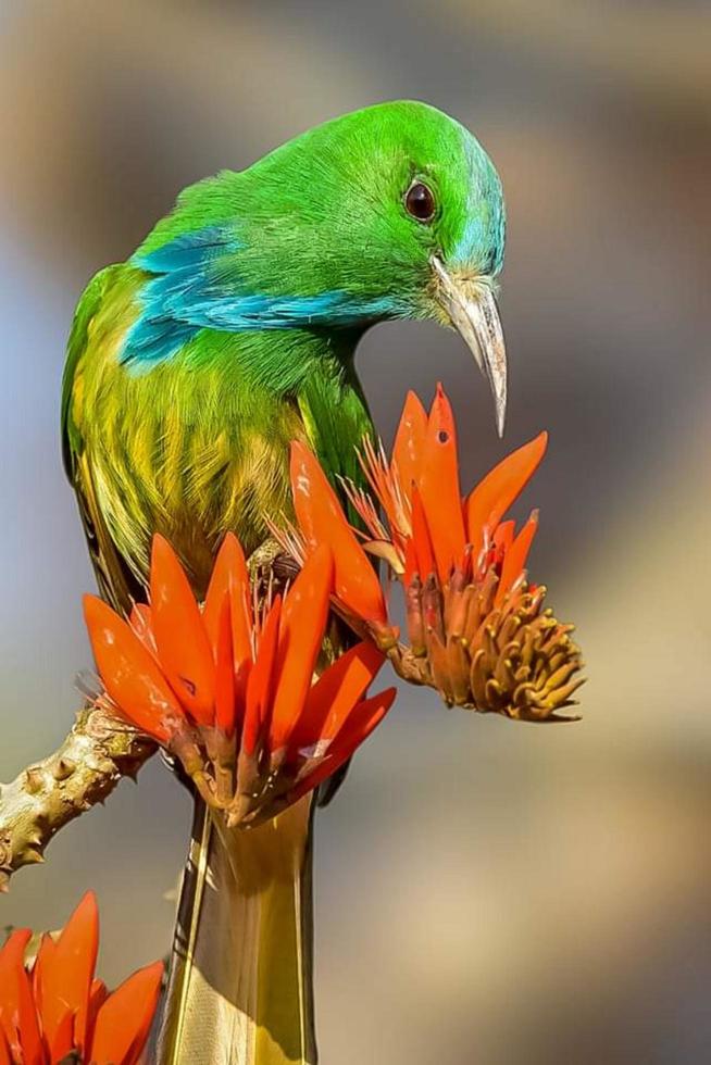 pájaro sentado en una rama en el bosque foto