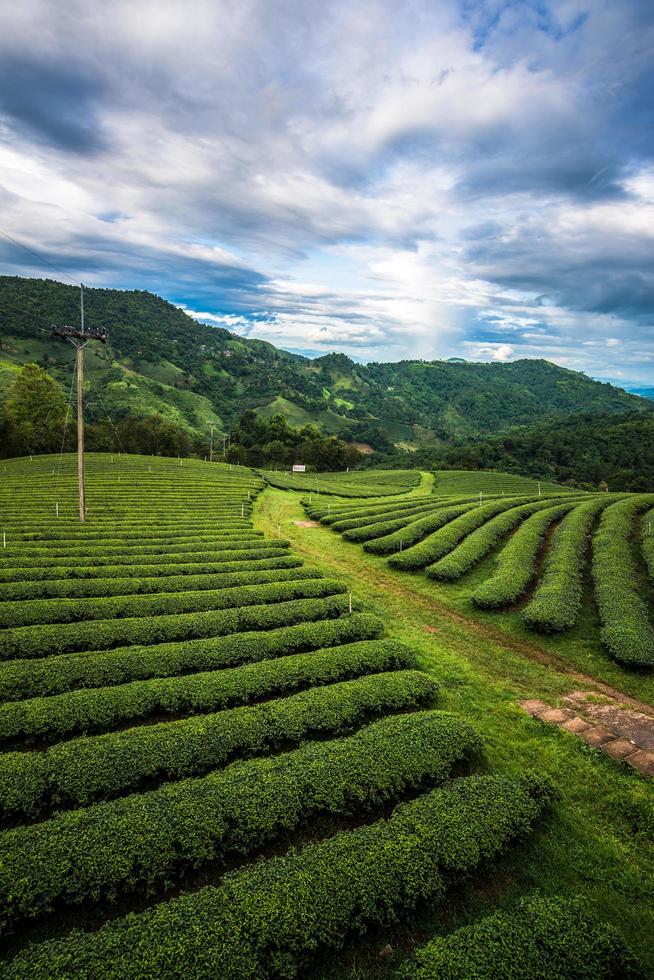The green tea field on the mountains in Doi Mae Salong of Chiang Rai province in norther region of Thailand. photo