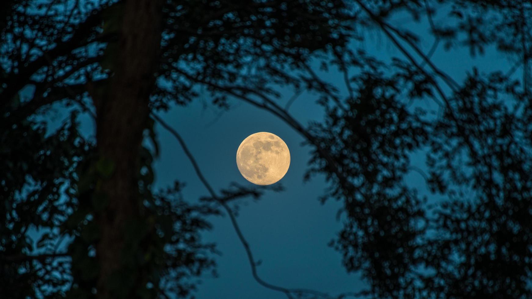 la misteriosa luna llena en el cielo oscuro mira a través del bosque de arbustos. foto