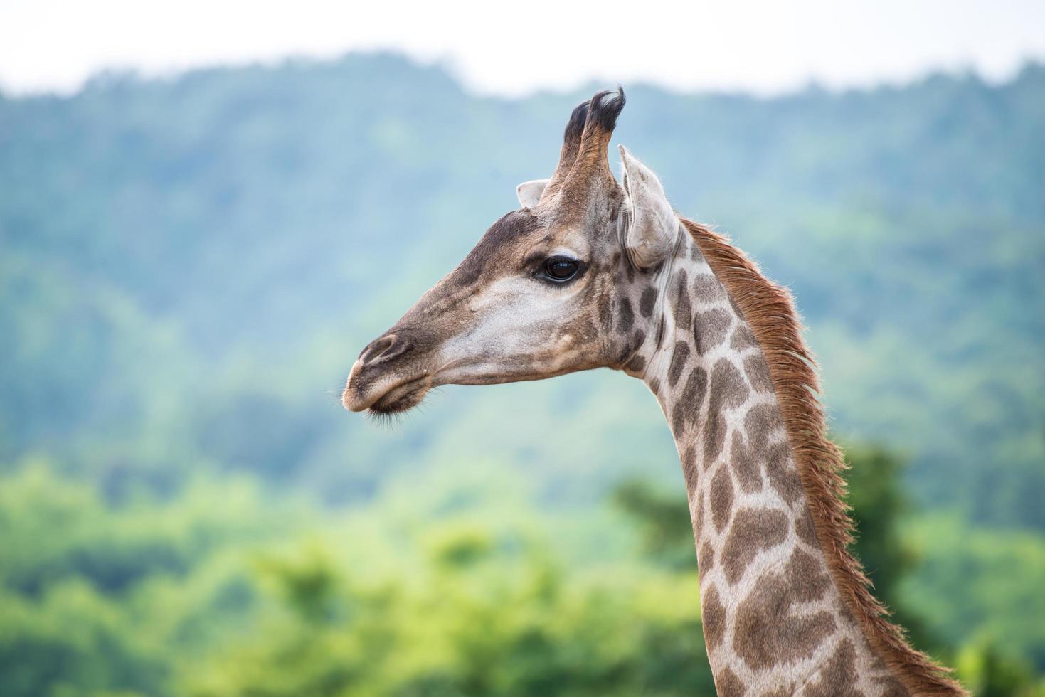 Giraffe the tallest animal. The giraffe is a genus of African even-toed ungulate mammals, the tallest living terrestrial animals and the largest ruminants. photo