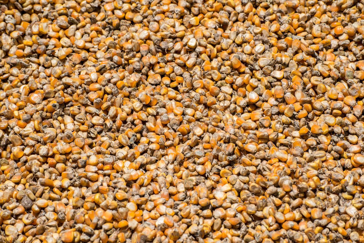 Corn seed background. Kernels of corn or corn seeds are used to make popcorn, feed animals, and make ethanol, among other uses. photo