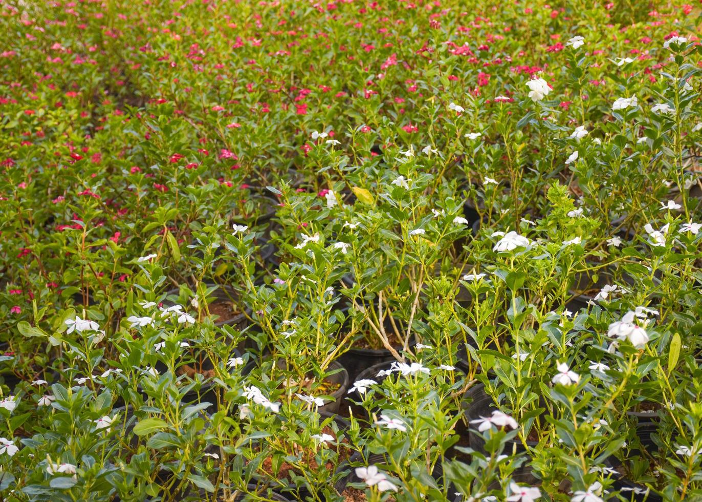 jardín de flores blancas y jardín de campo rosa 6935048 Foto de stock en Vecteezy jardín de flores blancas y jardín de campo rosa 6935048 Foto de stock en Vecteezy