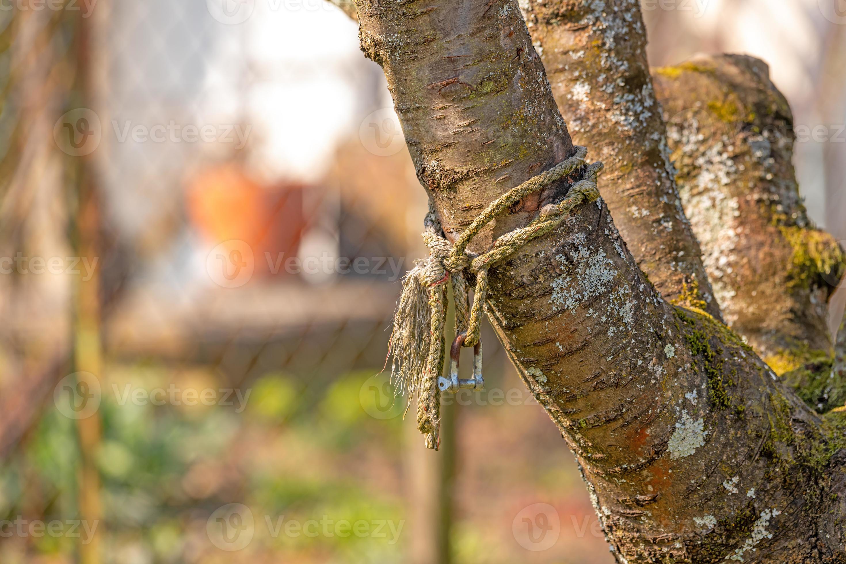 Rope with snap hook is tied around a cherry tree trunk in a garden