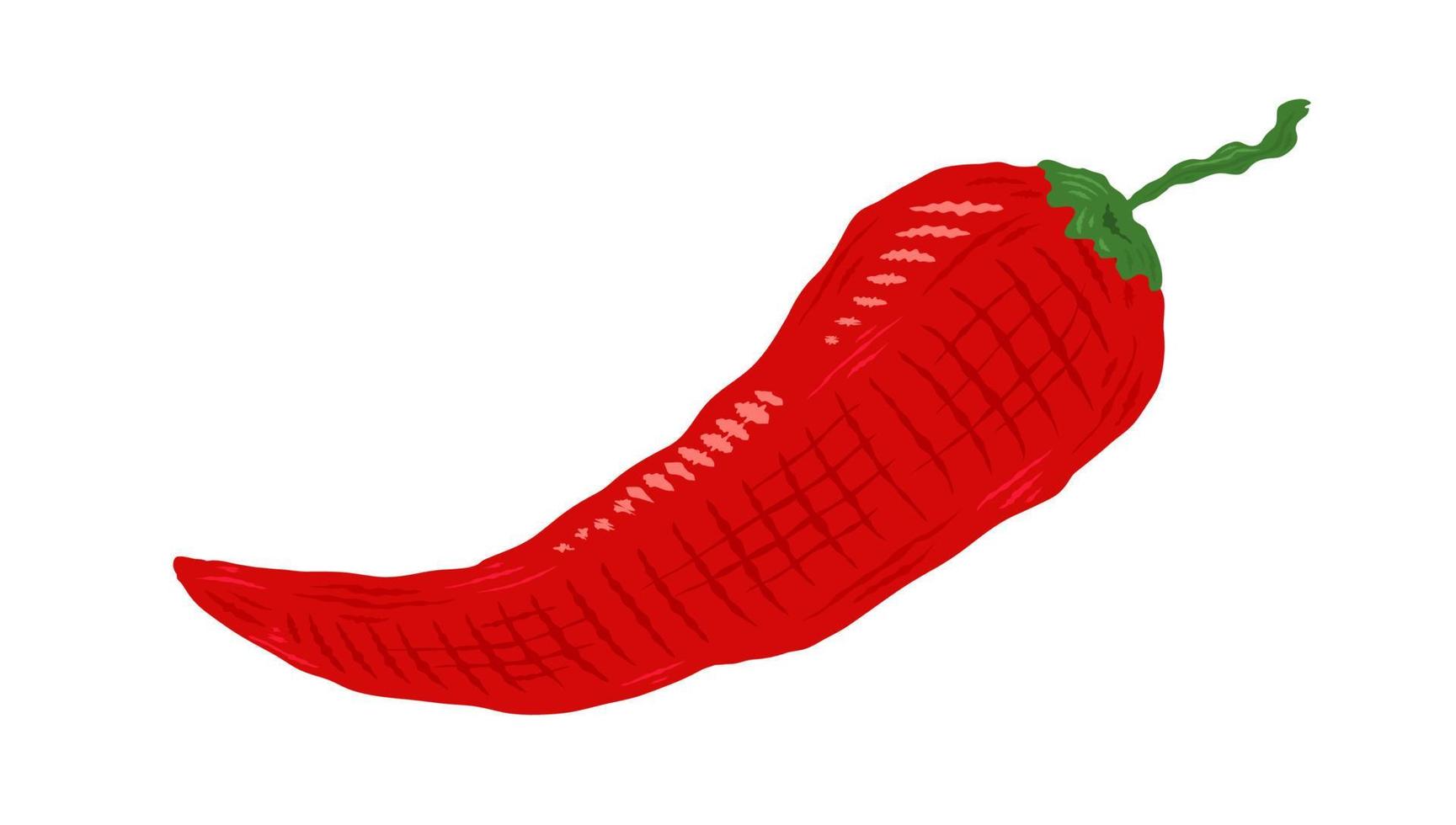 Vector illustration of chilli pepper. Vector icon of chili pepper in vintage style.