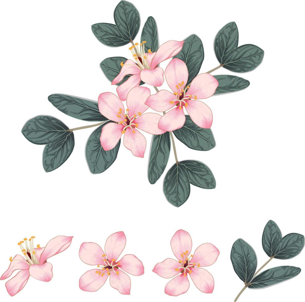 Bouquet pink cherry blossom flowers on isolated background.Vector illustration hand drawing line art.element design. vector
