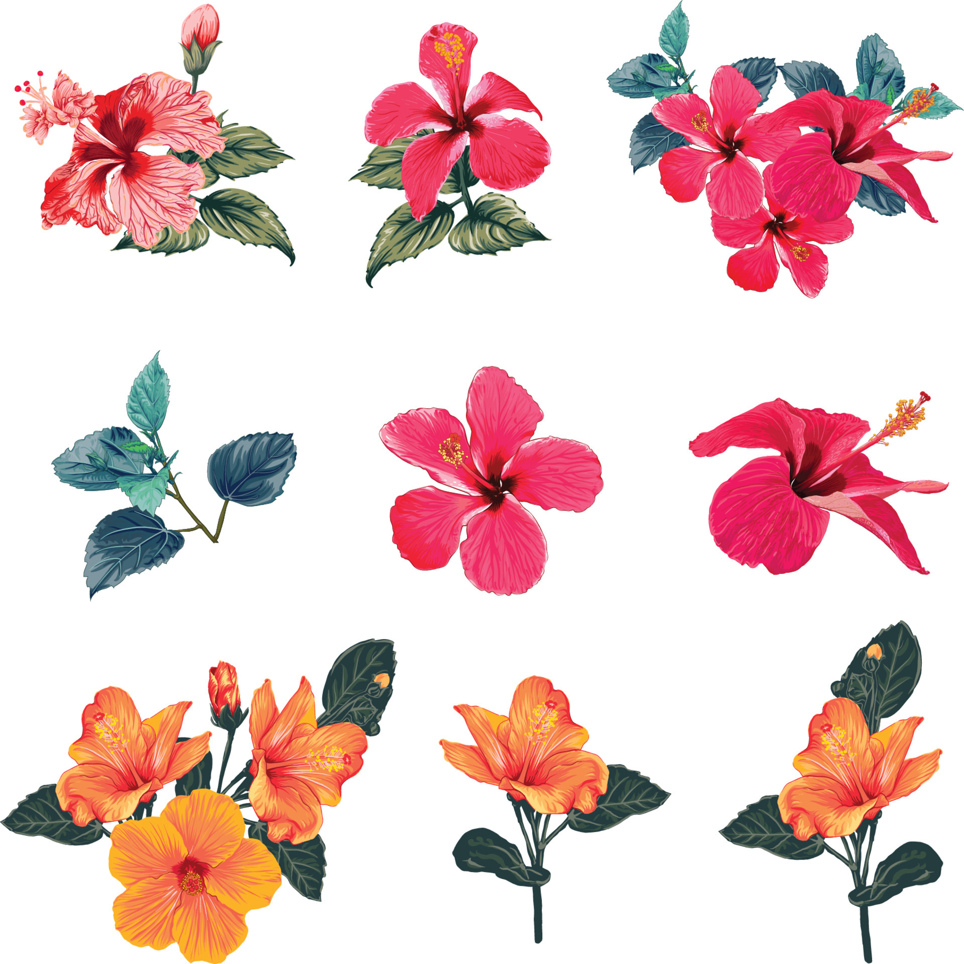 Set of Hibiscus flowers.Vector illustration hand drawing. 6936038