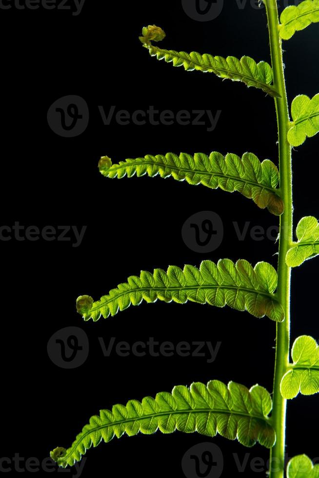 Freshness Fern leaf on black background photo