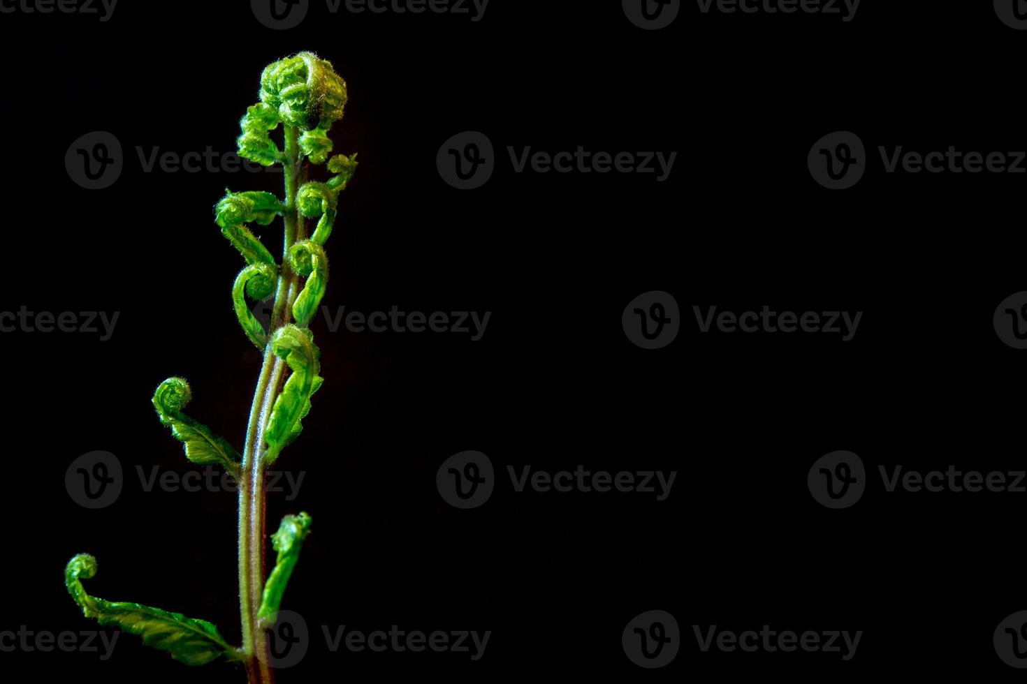Bud leaf of Fern on black background photo