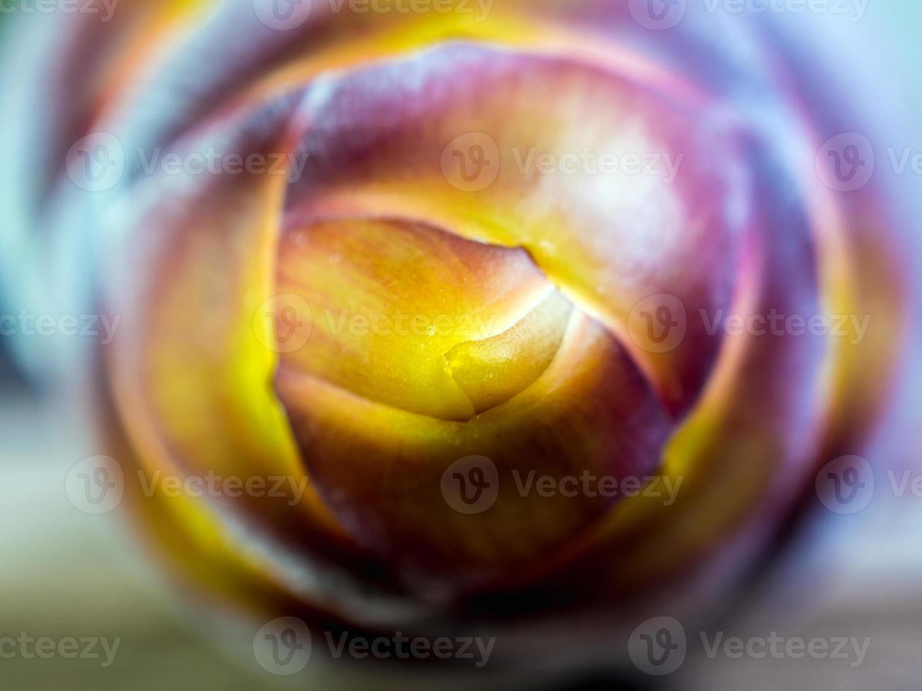 Silver bluggoe banana blossom photo