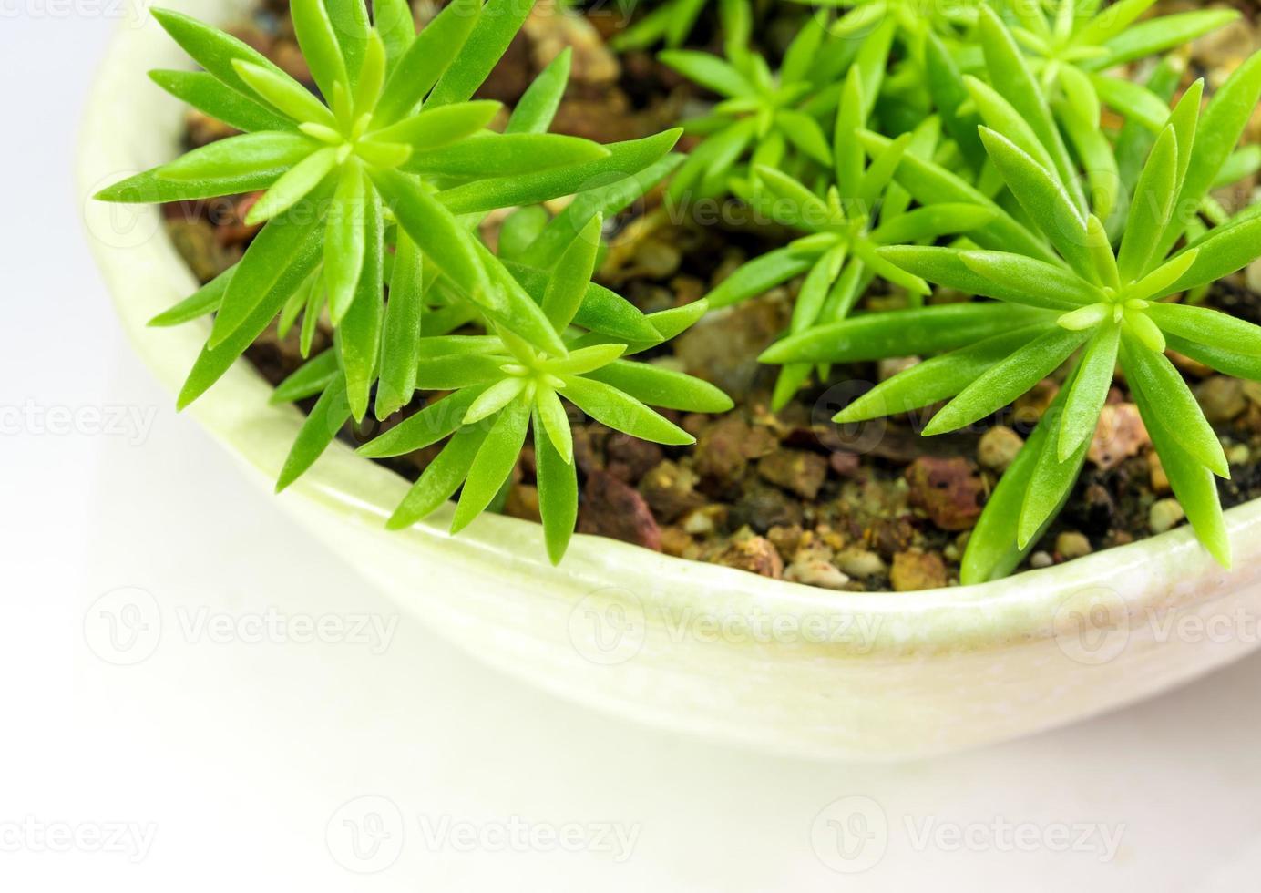 Succulent plant stonecrop, fresh leaves detail of sedum Angelina photo