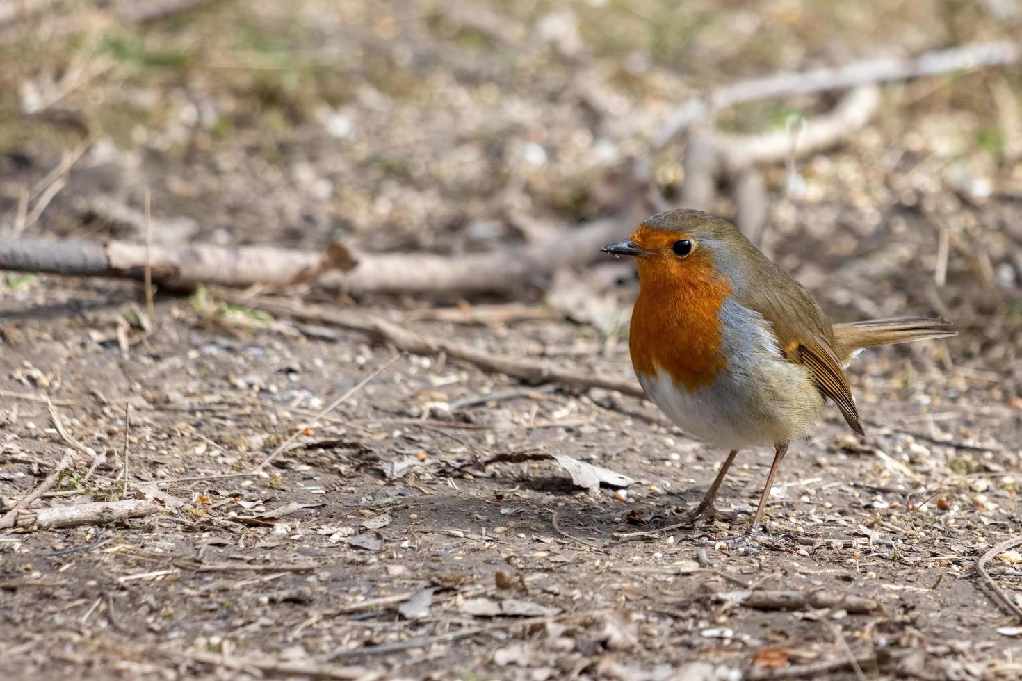 Close-up of an alert Robin standing on muddy path photo