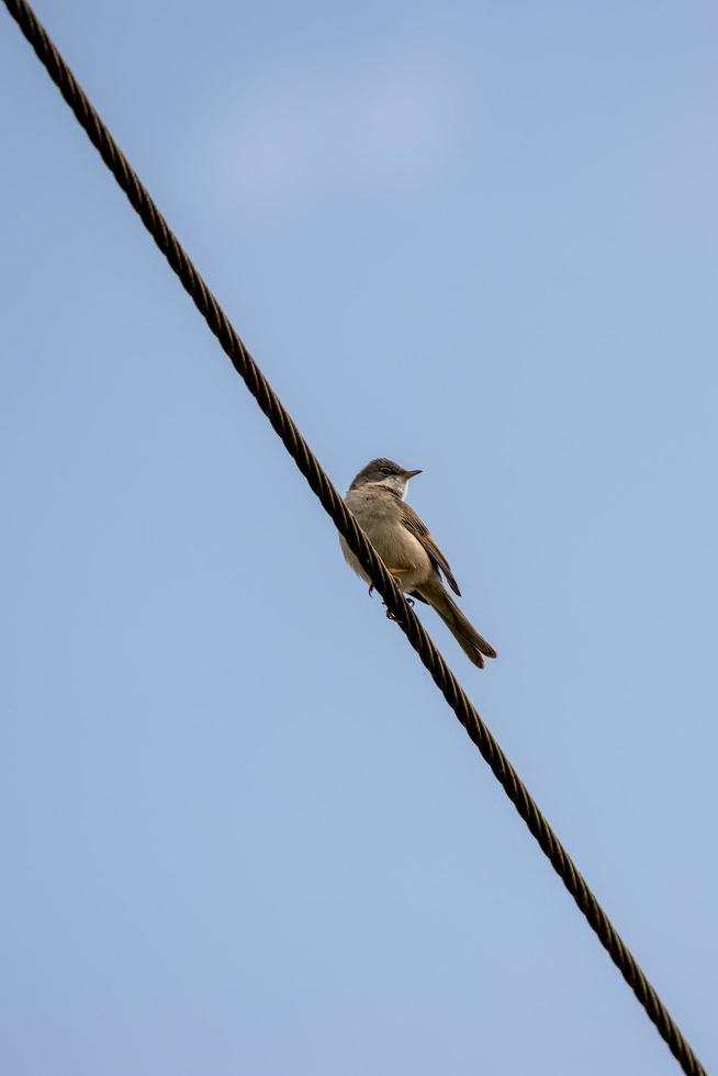 Common whitethroat  on a wire photo