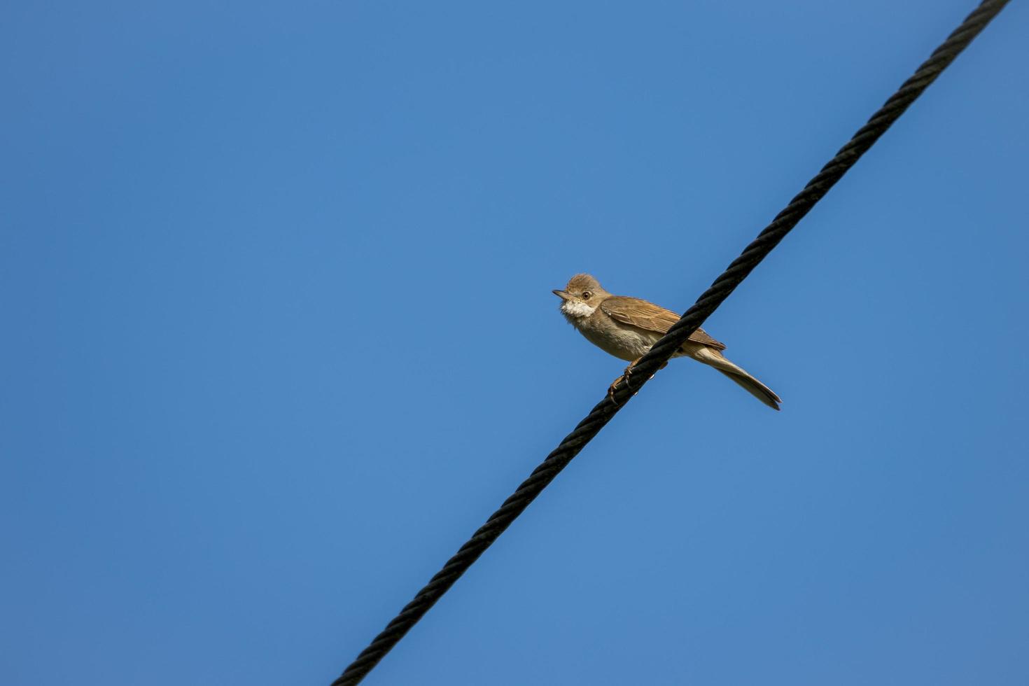 Whitethroat común posado sobre un cable telefónico foto