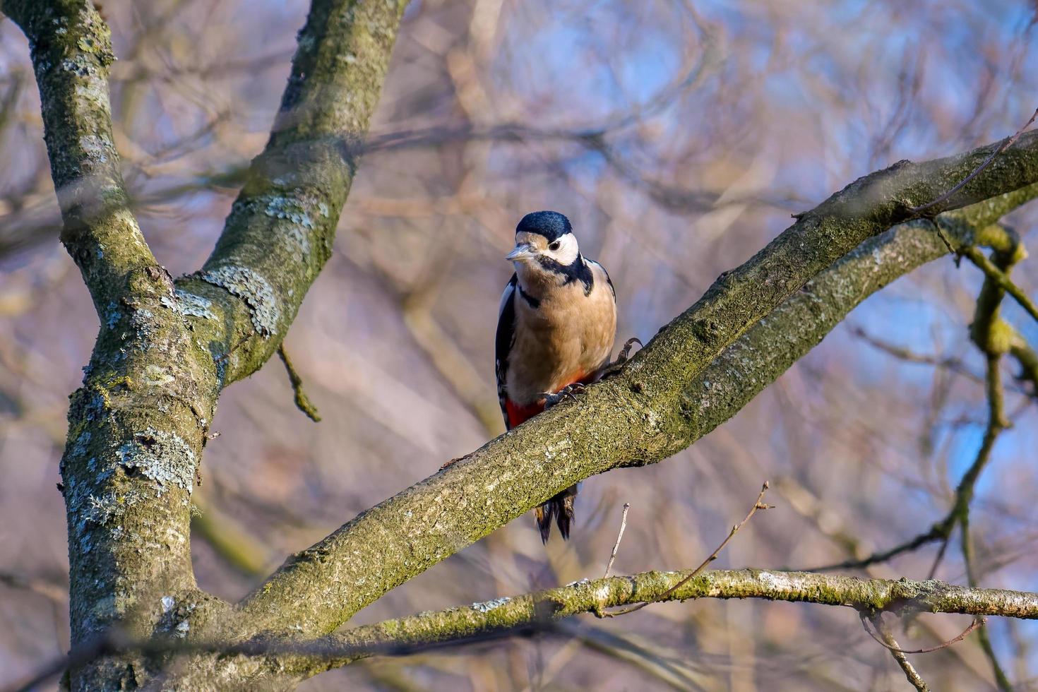 Great Spotted Woodpecker in natural habitat photo