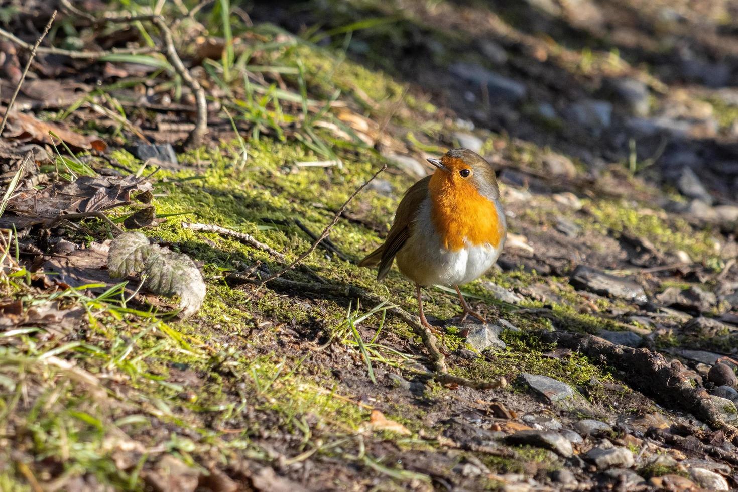 Close-up of an alert Robin standing on the canopy floor in the winter sunshine photo