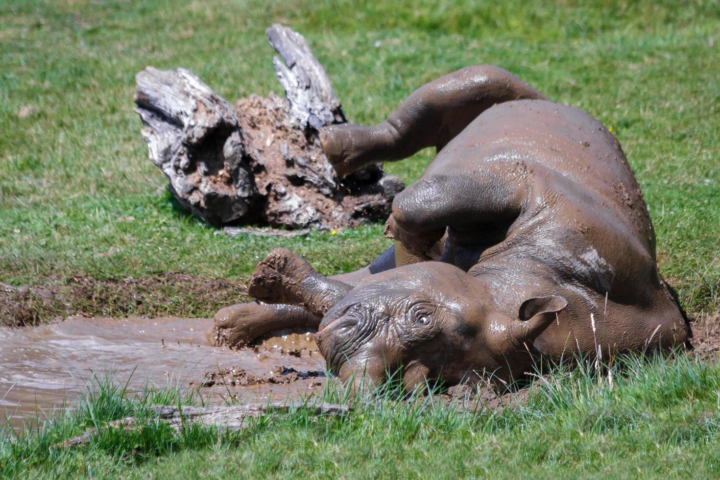Rhinoceros rolling in the mud photo