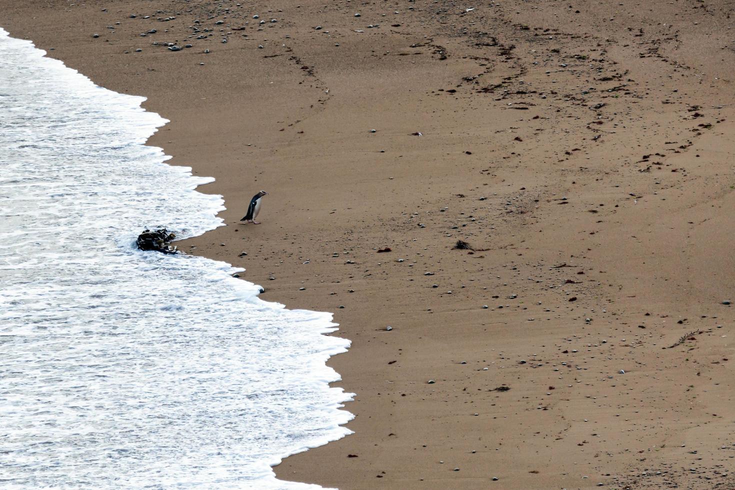 pingüino de ojos amarillos en nueva zelanda foto