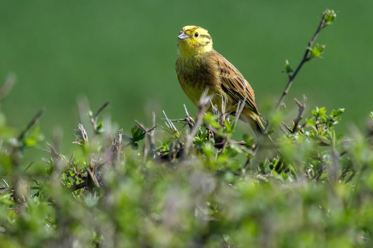 Yellowhammer sitting in a hedge photo