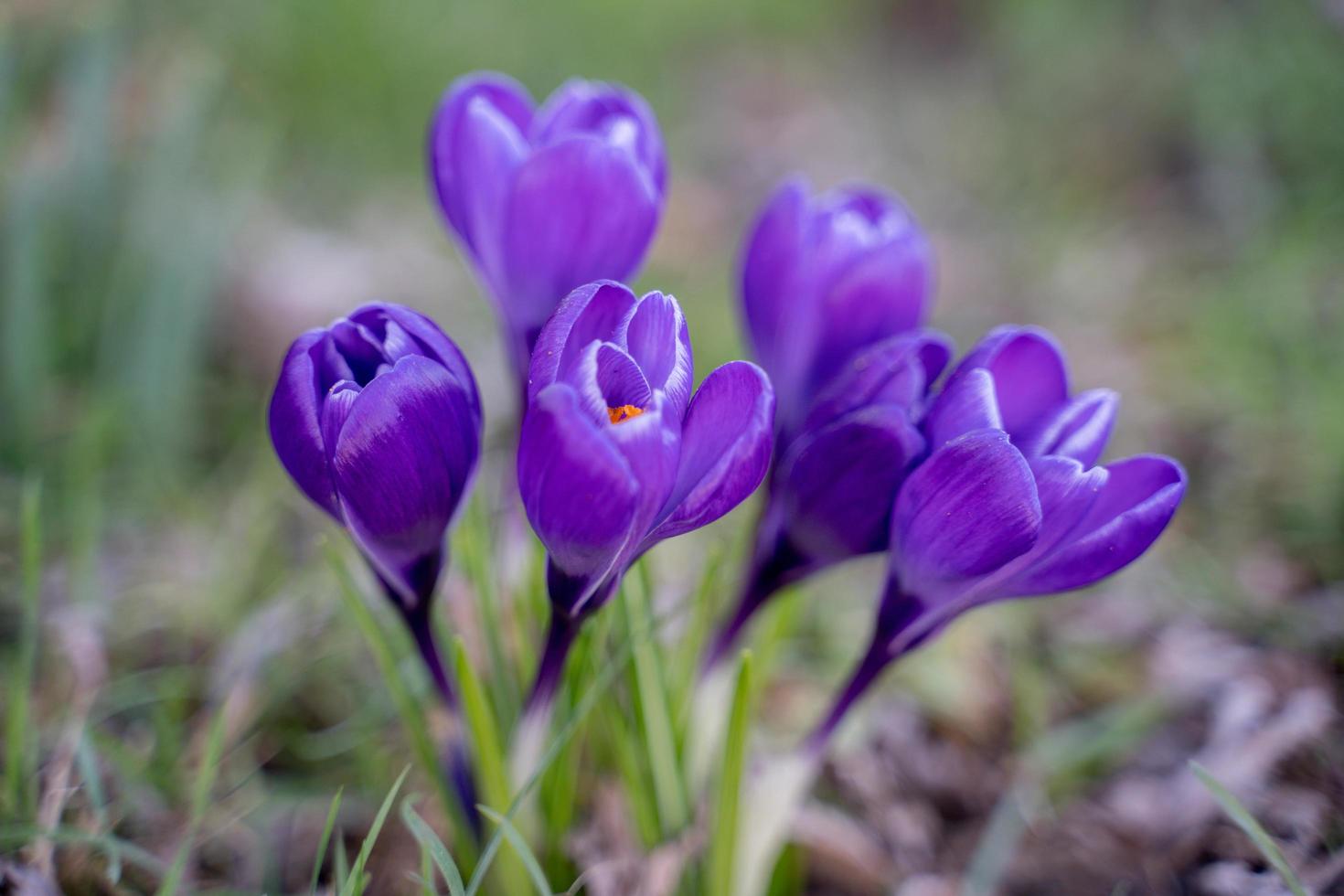 Crocuses Flowering in East Grinstead photo