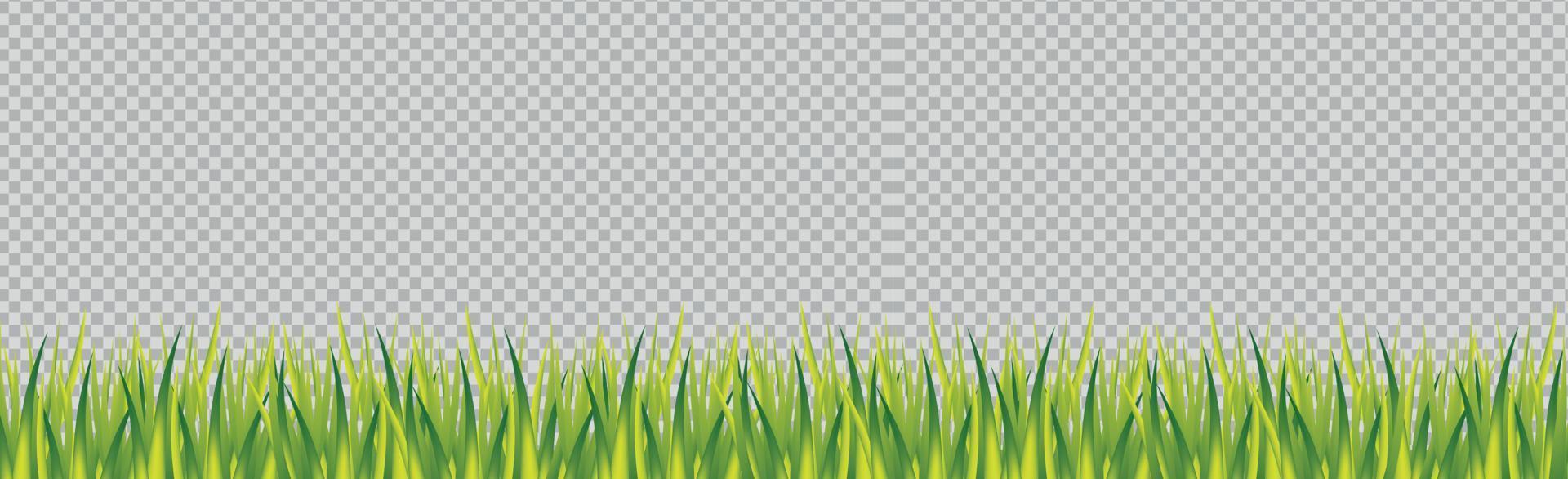 Realistic green grass on a transparent panoramic background - Vector