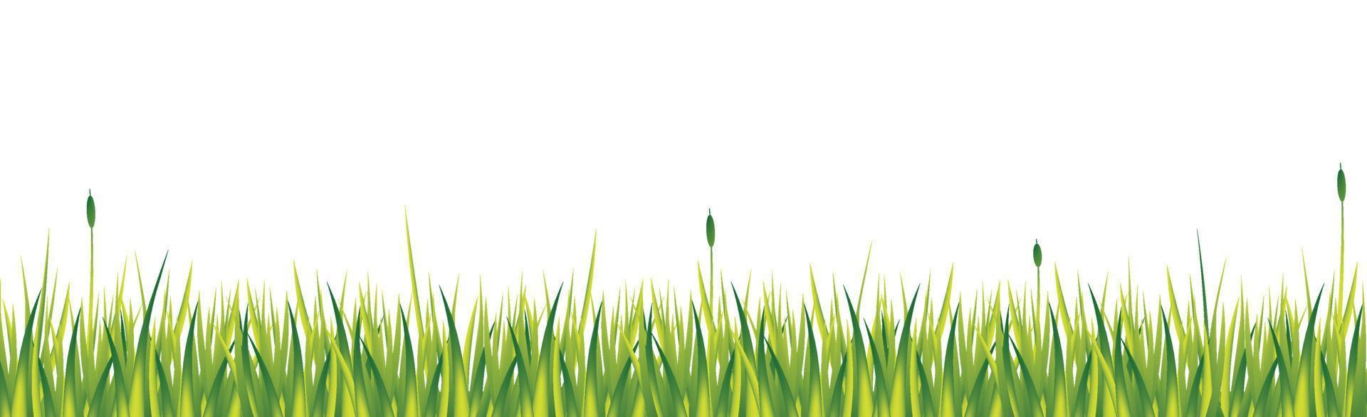 Realistic green grass with reeds isolated on white background - Vector