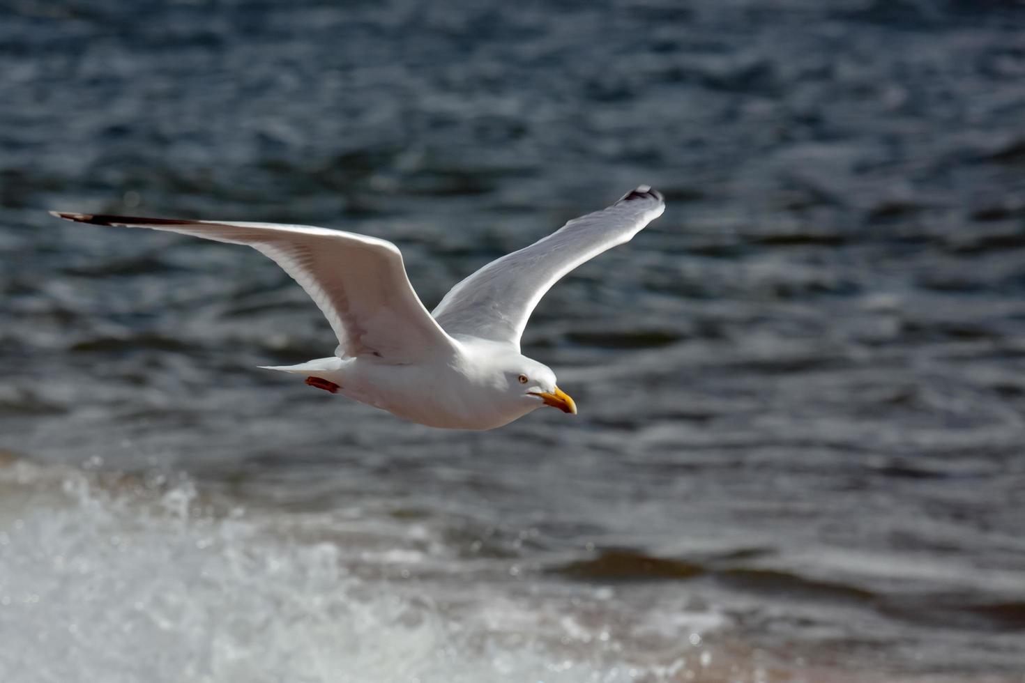 Common Gull in flight photo