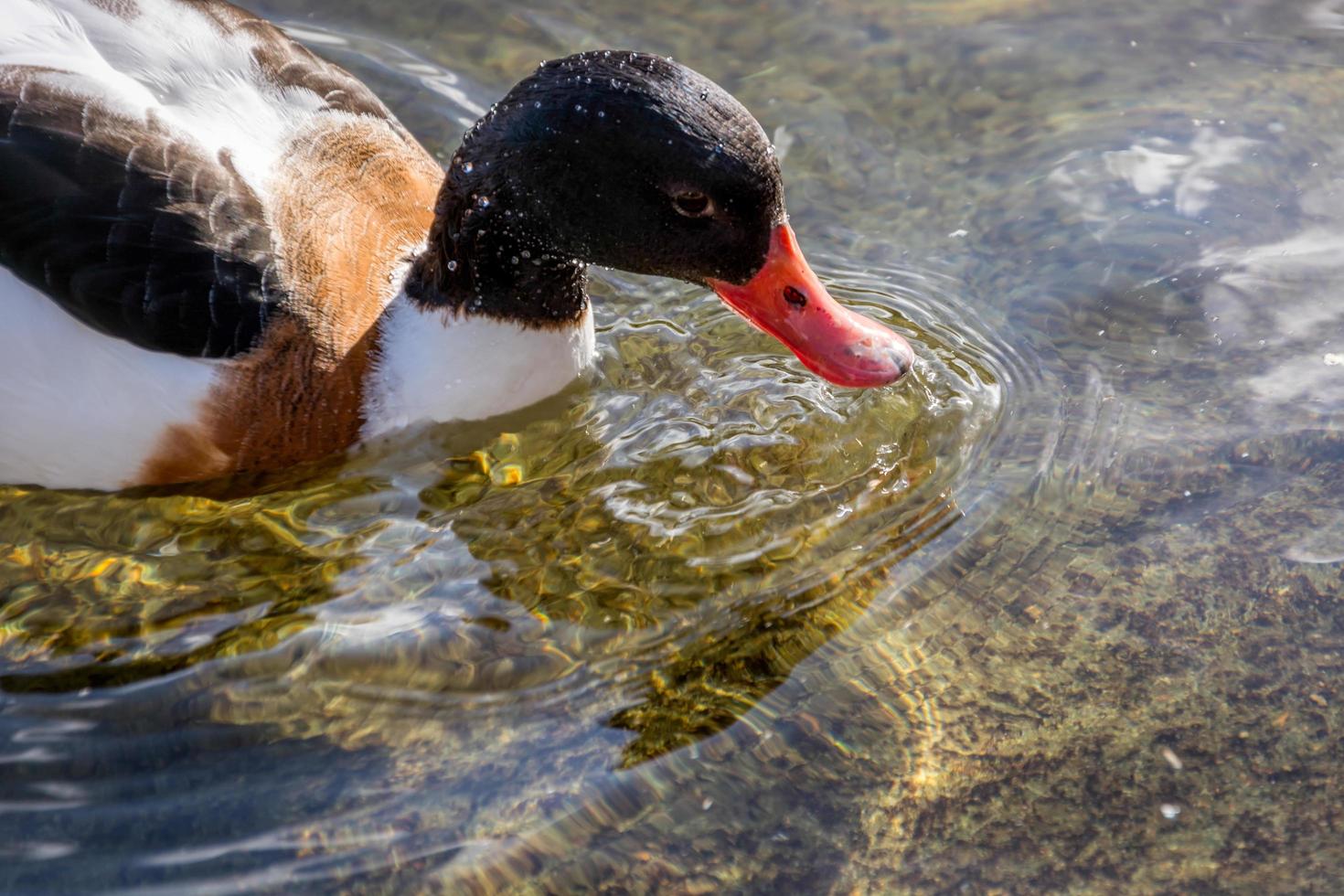 Common Shelduck  at the edge of a lake photo