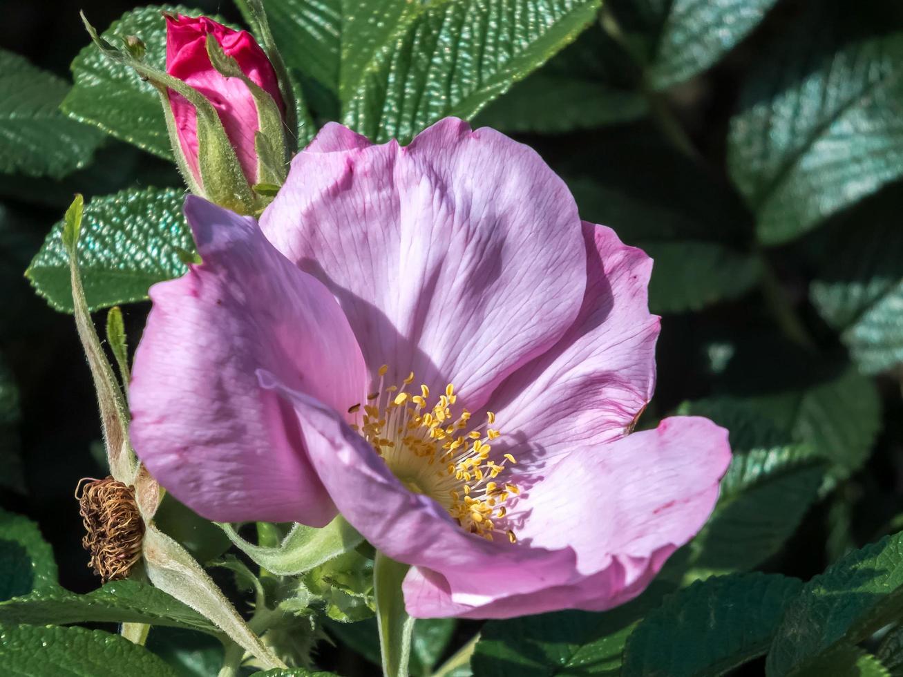 Cultivated Ornamental Dog Rose photo